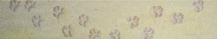 enfin tableau 3, traces de pattes sur sable