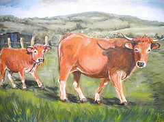 " Vaches Aubrac de Buhy "
