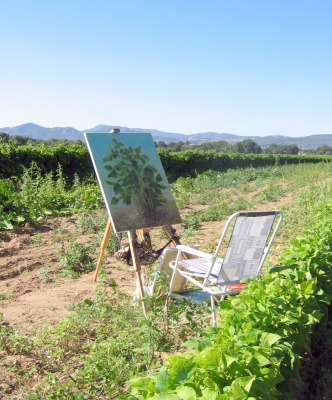 Le "Grand Jardin" potager chez les Apptel, � Mazan.Entre vignes et ceriseraie